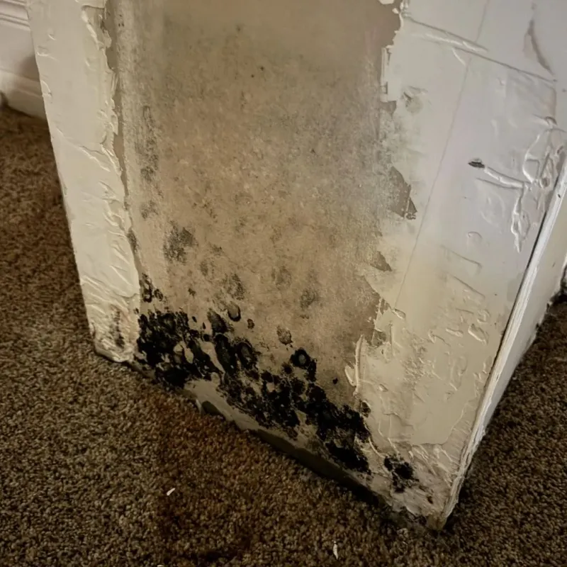 Professional Mold Removal in Upson County, GA